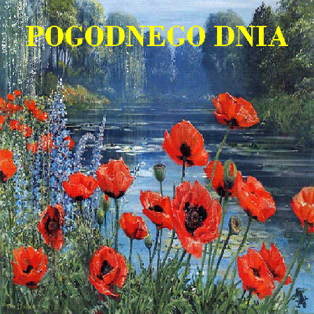 Pogodnego dnia czerwone maki